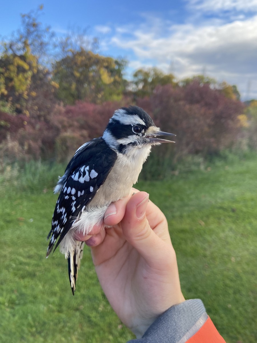 Downy Woodpecker - ML644268262