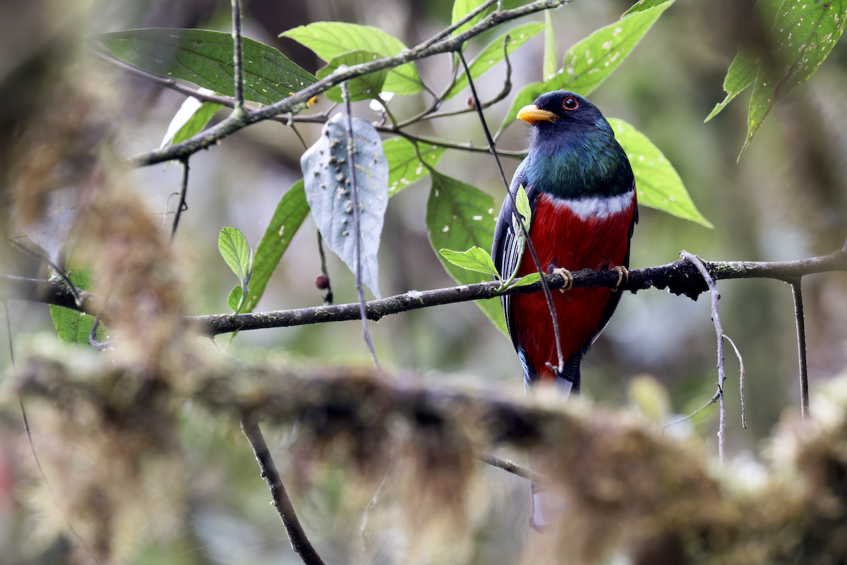 Trogon masqué - ML644268267