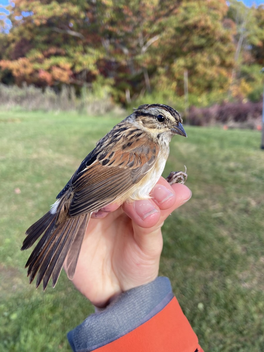 Swamp Sparrow - ML644268276