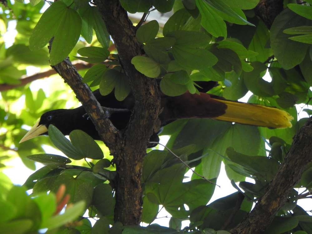 Crested Oropendola - ML644268279