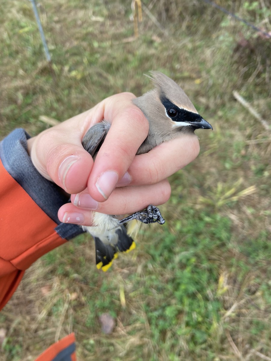 Cedar Waxwing - ML644268282