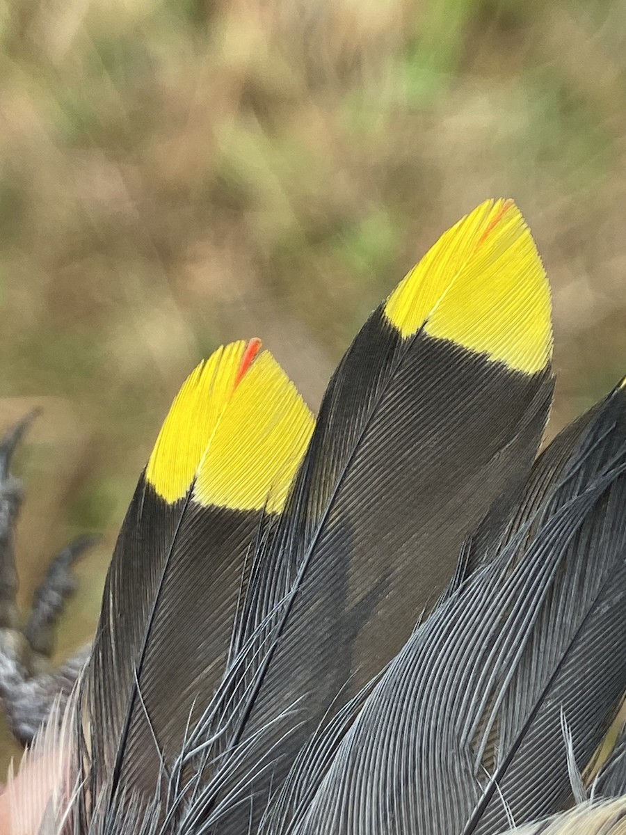 Cedar Waxwing - ML644268283