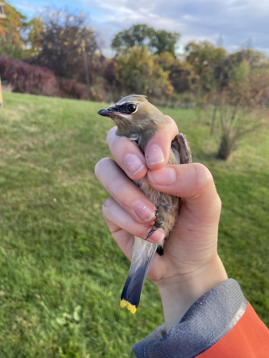 Cedar Waxwing - ML644268284