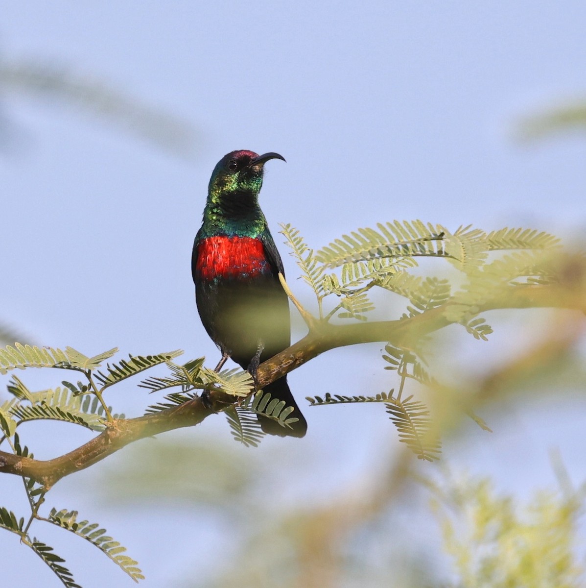 Abyssinian Sunbird - ML644268288