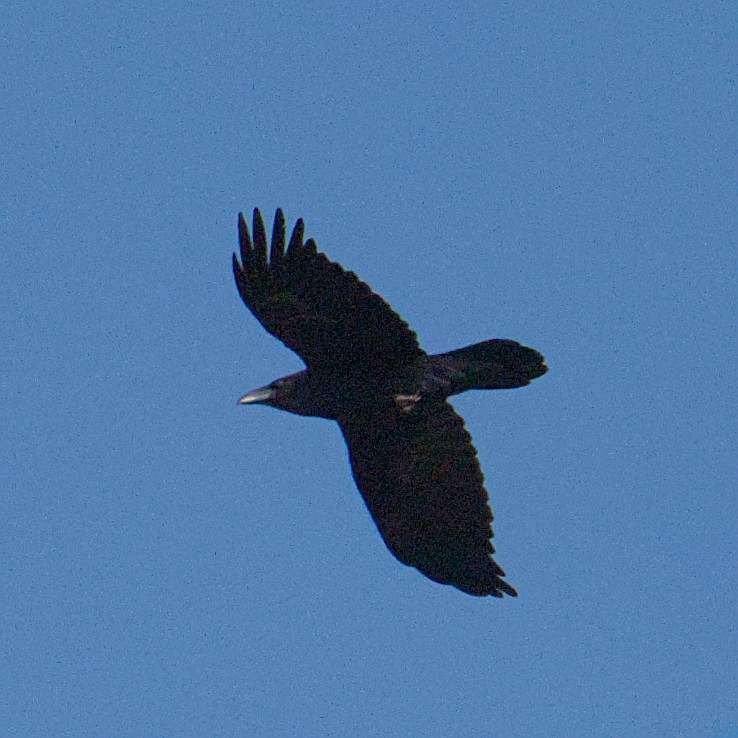 Cuervo Grande - ML644268293