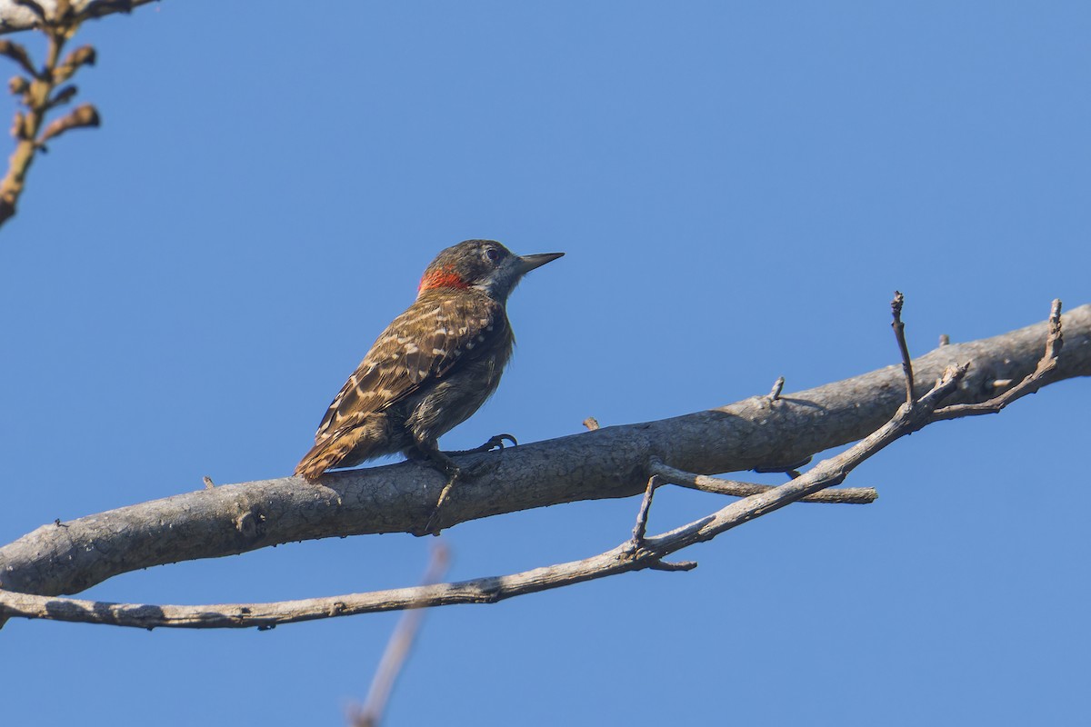 Sulawesi Pygmy Woodpecker - ML644268294