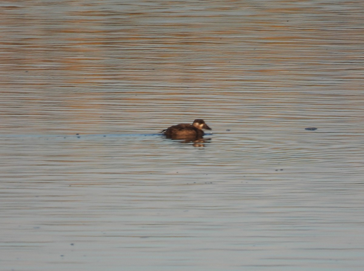 Surf Scoter - ML644268295