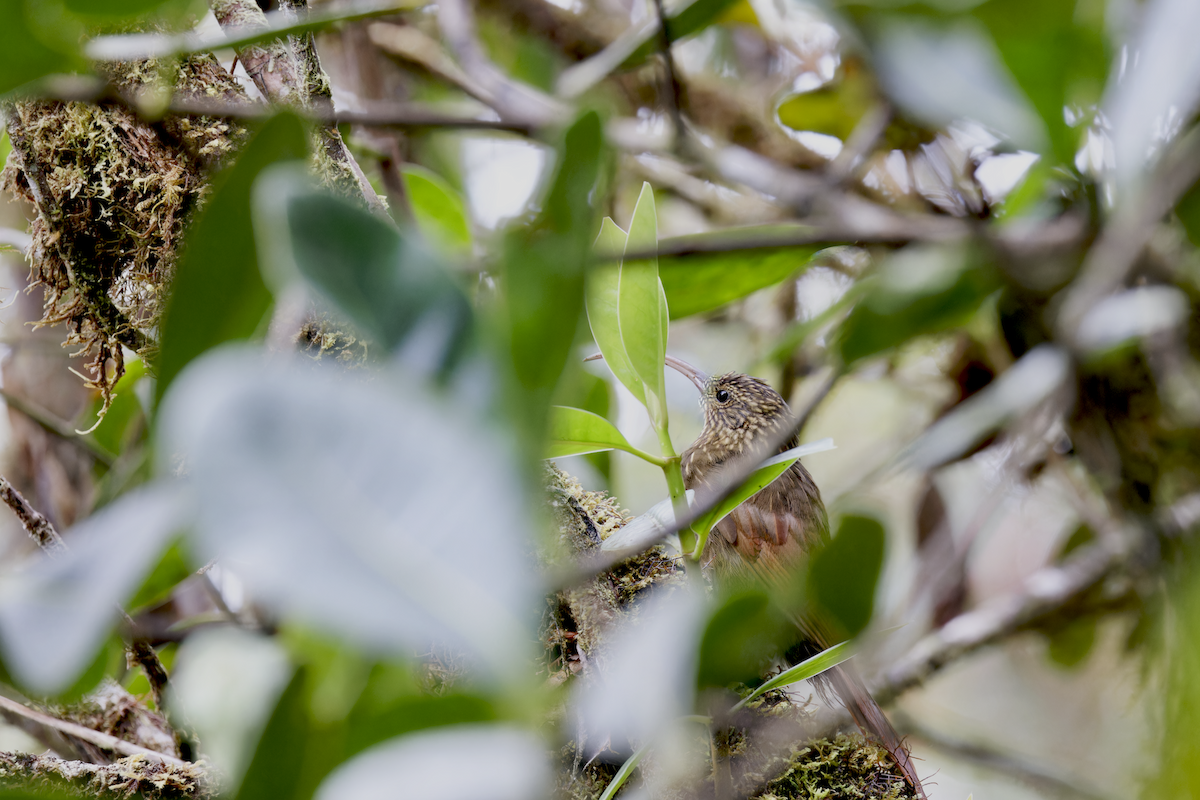 チャユミハシオニキバシリ - ML644268296