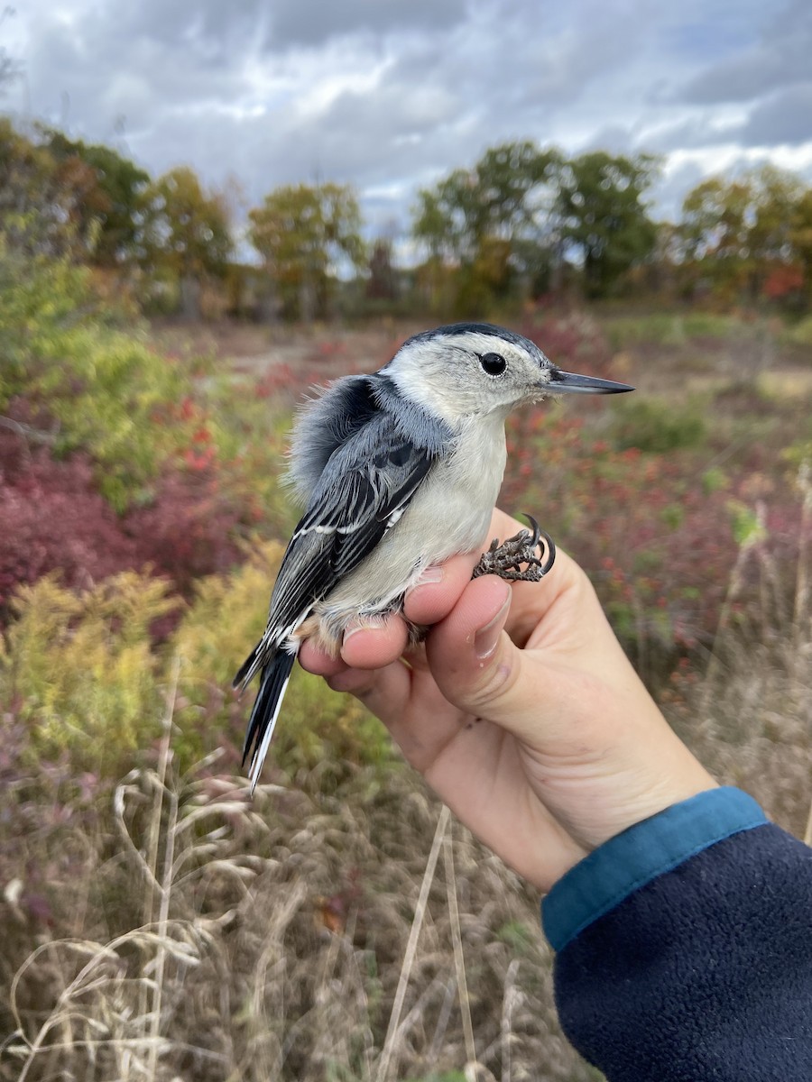 White-breasted Nuthatch - ML644268297