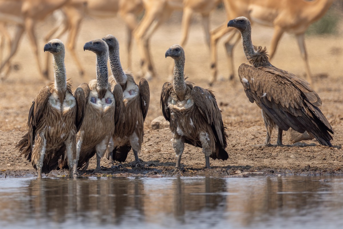 White-backed Vulture - ML644268318