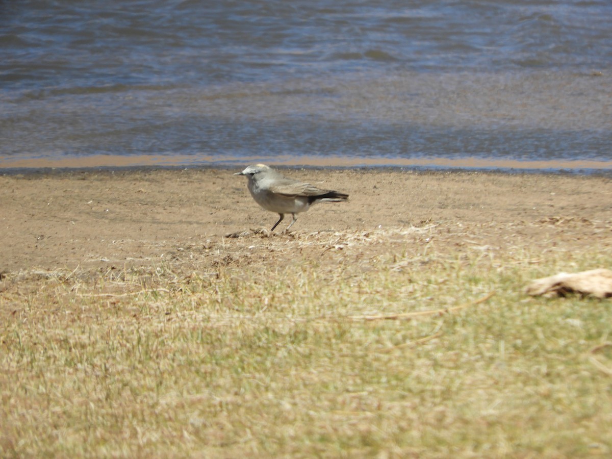 Dormilon à nuque jaune - ML644268323