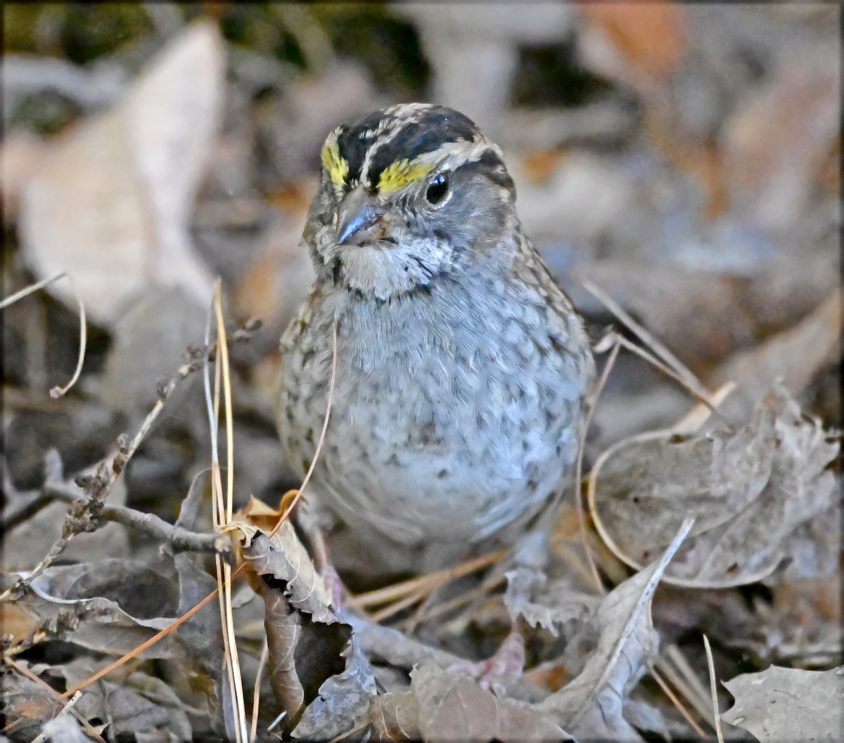 White-throated Sparrow - ML644268324