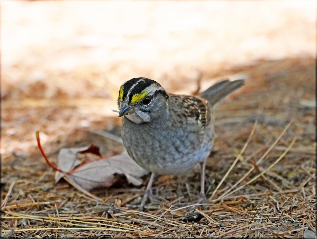 White-throated Sparrow - ML644268325