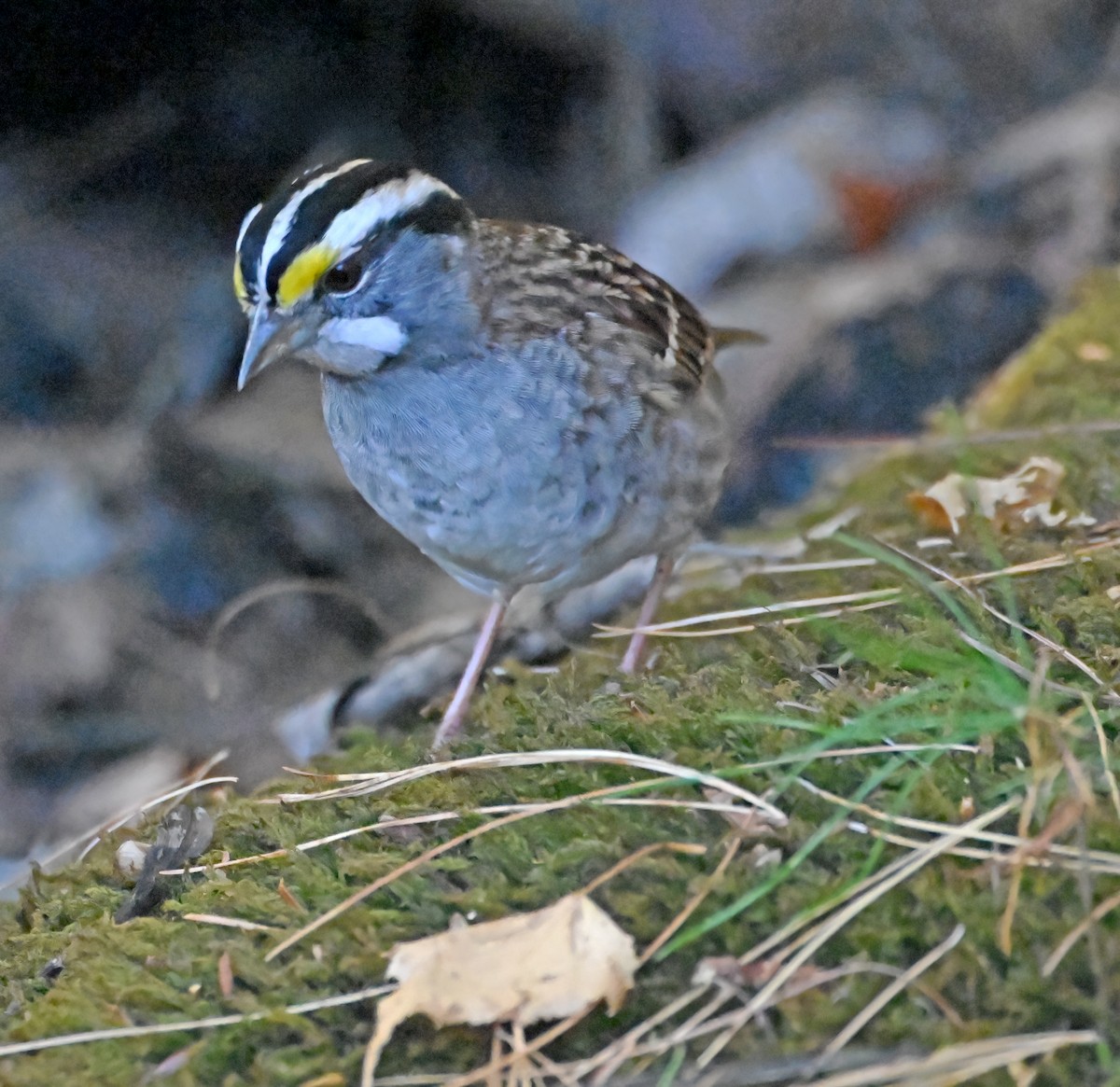 White-throated Sparrow - ML644268326