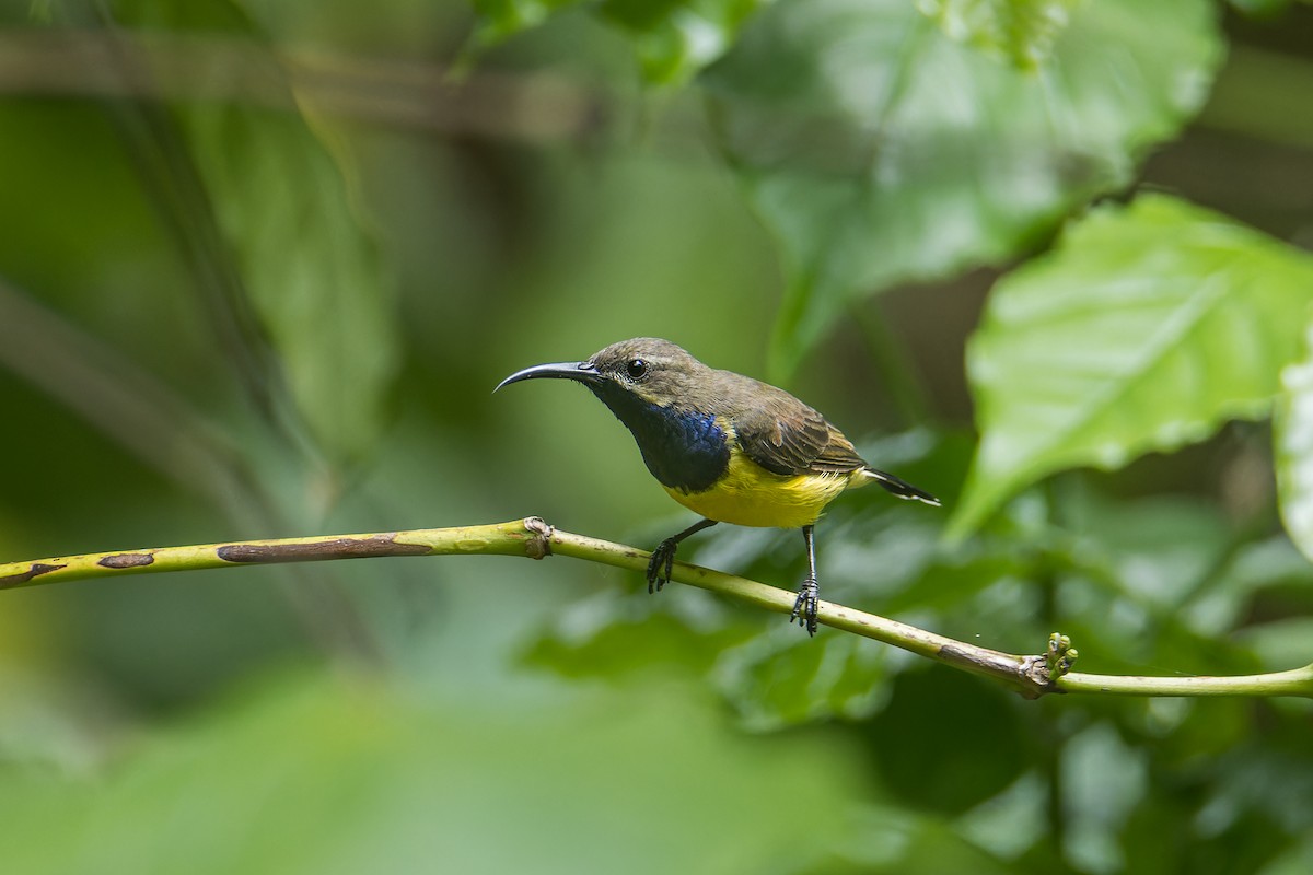 Sahul Sunbird - ML644268336