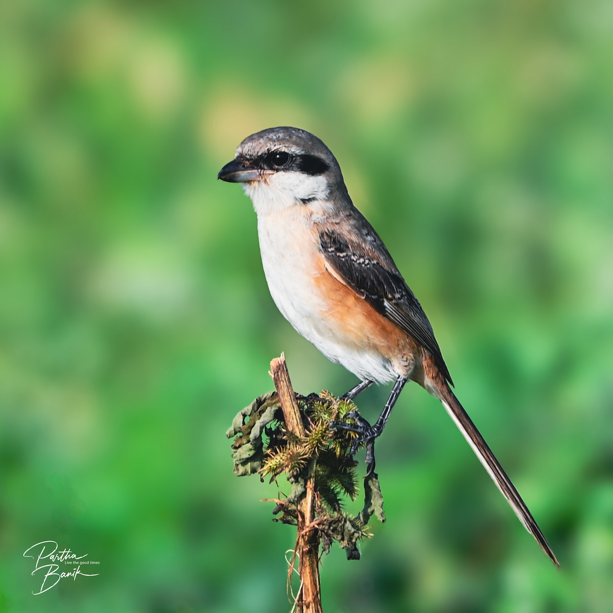 Alcaudón Schach - ML644268338