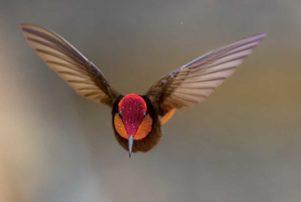 ルビートパーズハチドリ - ML644268343