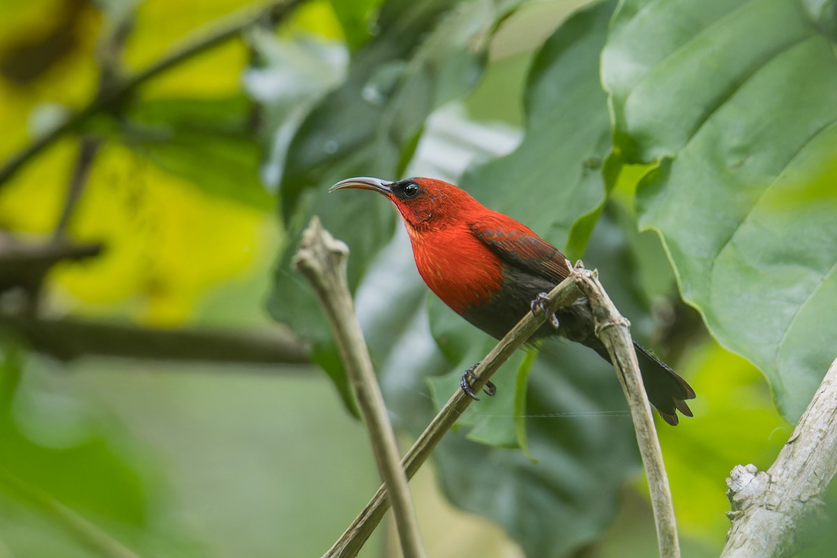 Karmesinnektarvogel (flavostriata/beccarii) - ML644268344