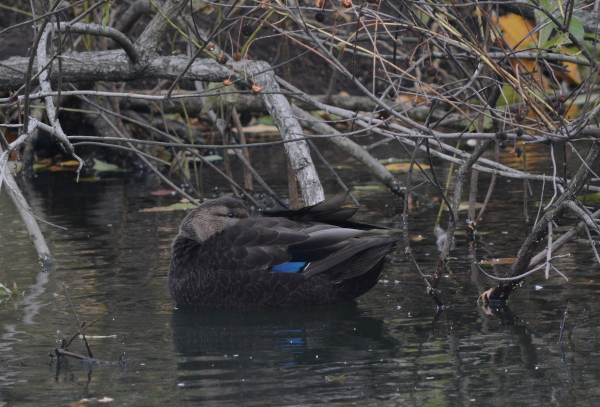 rødfotand - ML644268348