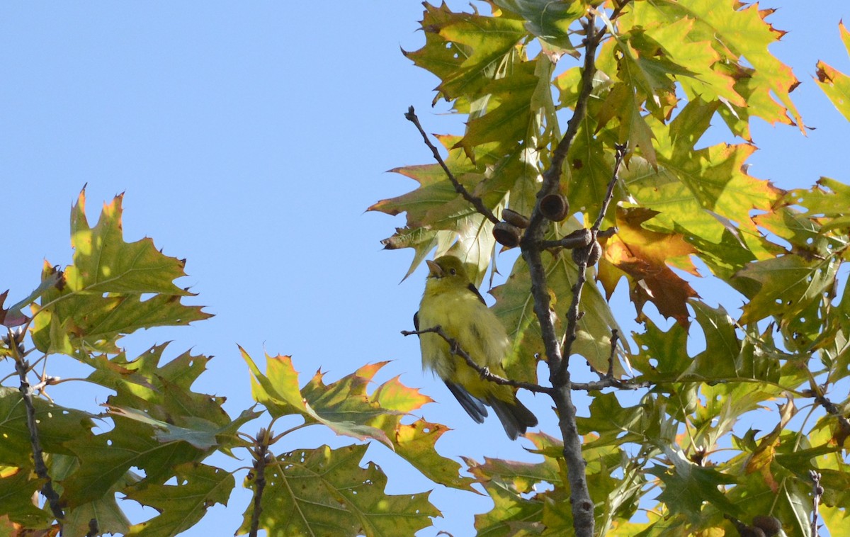 Scarlet Tanager - ML644268360