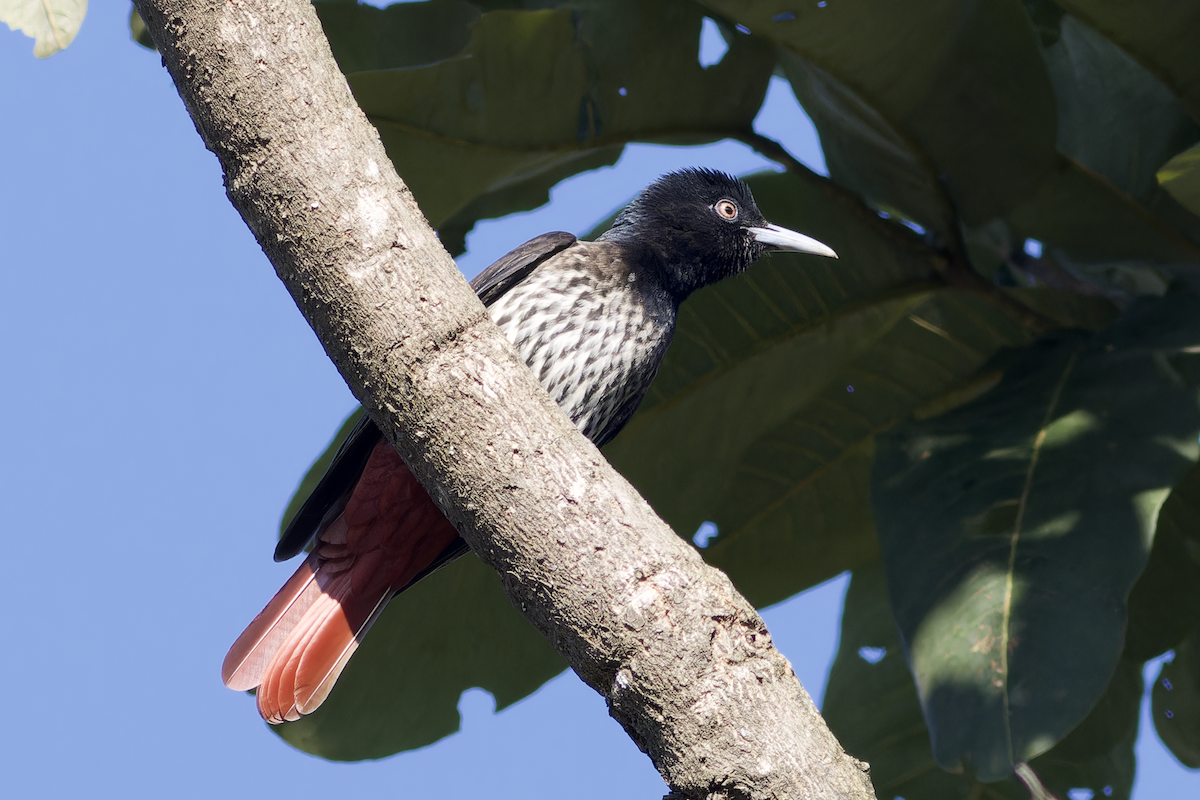 Maroon Oriole - ML644268361