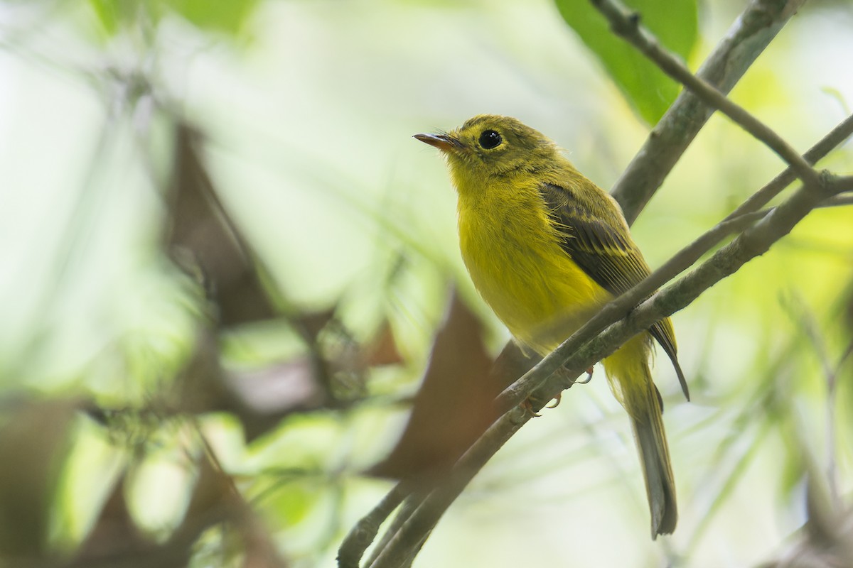 Citrine Canary-Flycatcher - ML644268365