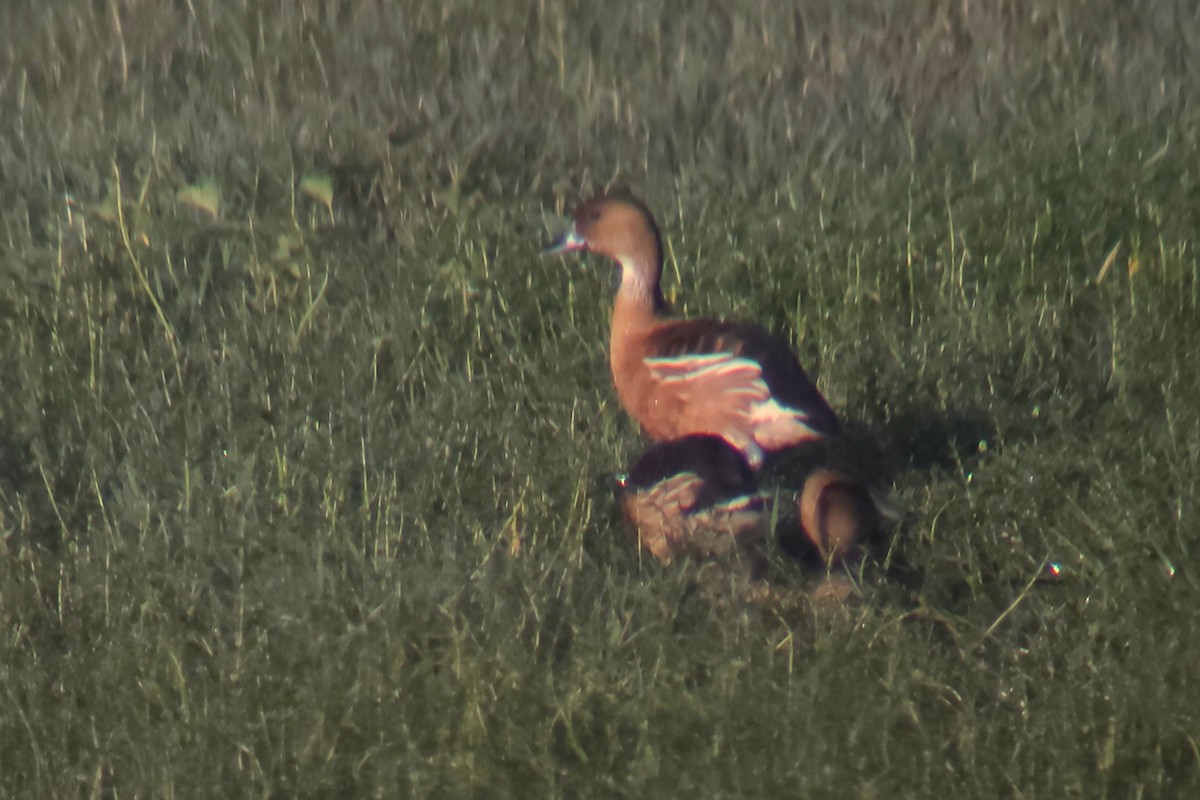 Fulvous Whistling-Duck - ML644268374