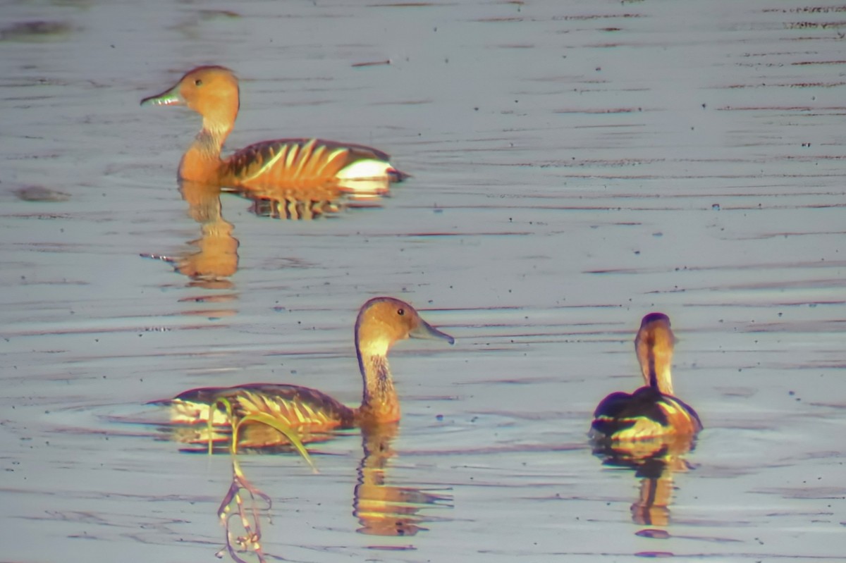 Fulvous Whistling-Duck - ML644268375