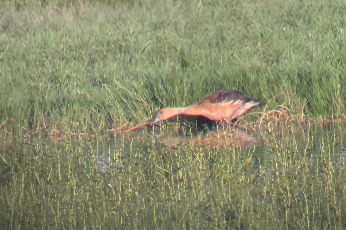 Fulvous Whistling-Duck - ML644268376