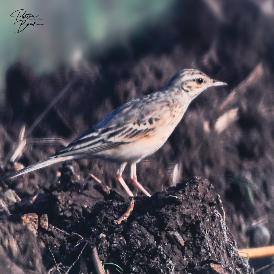 Tawny Pipit - ML644268379