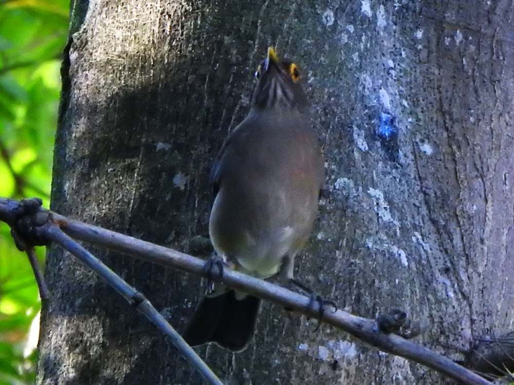 Spectacled Thrush - ML644268380