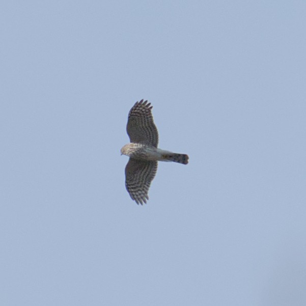 Sharp-shinned Hawk - ML644268383