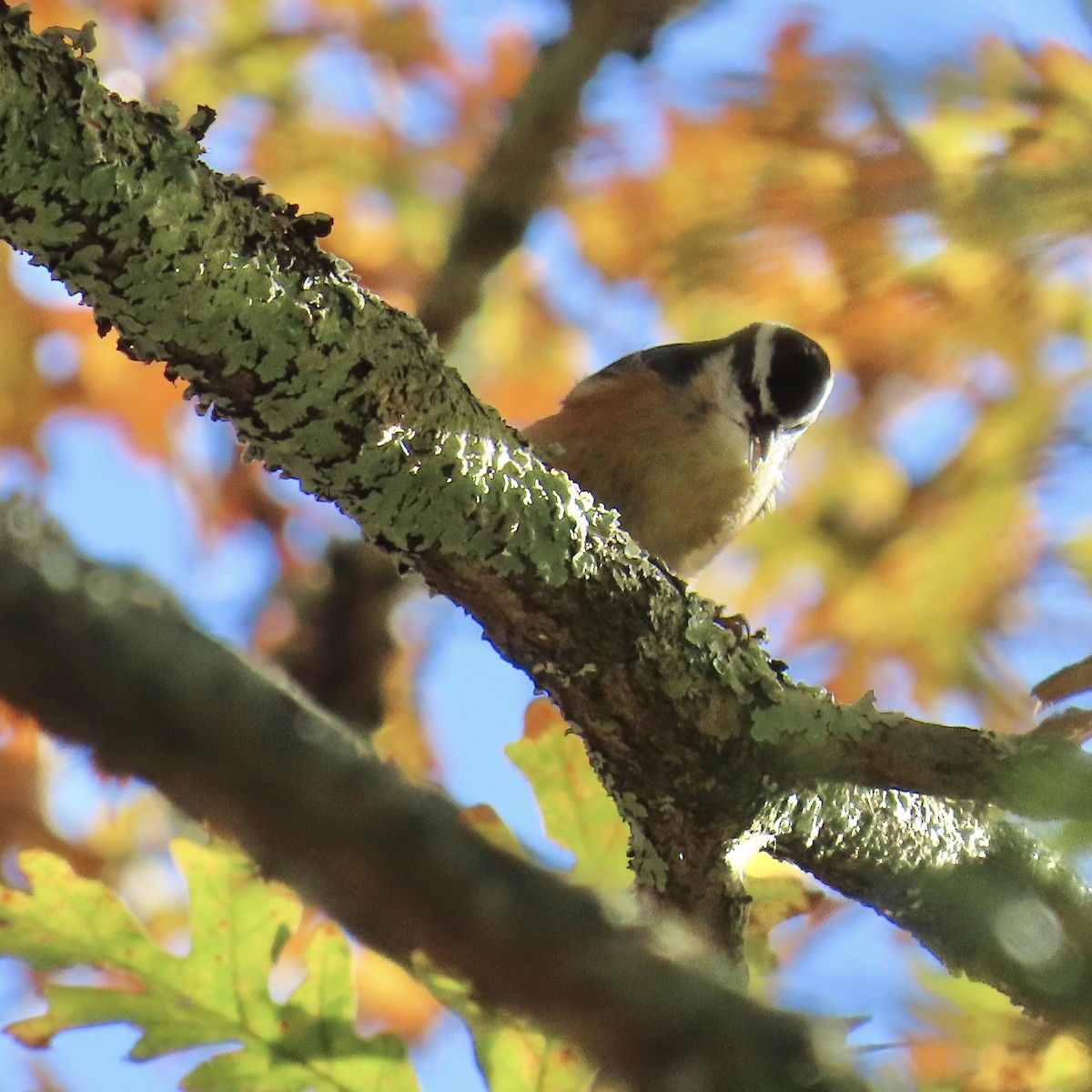 Red-breasted Nuthatch - ML644268388