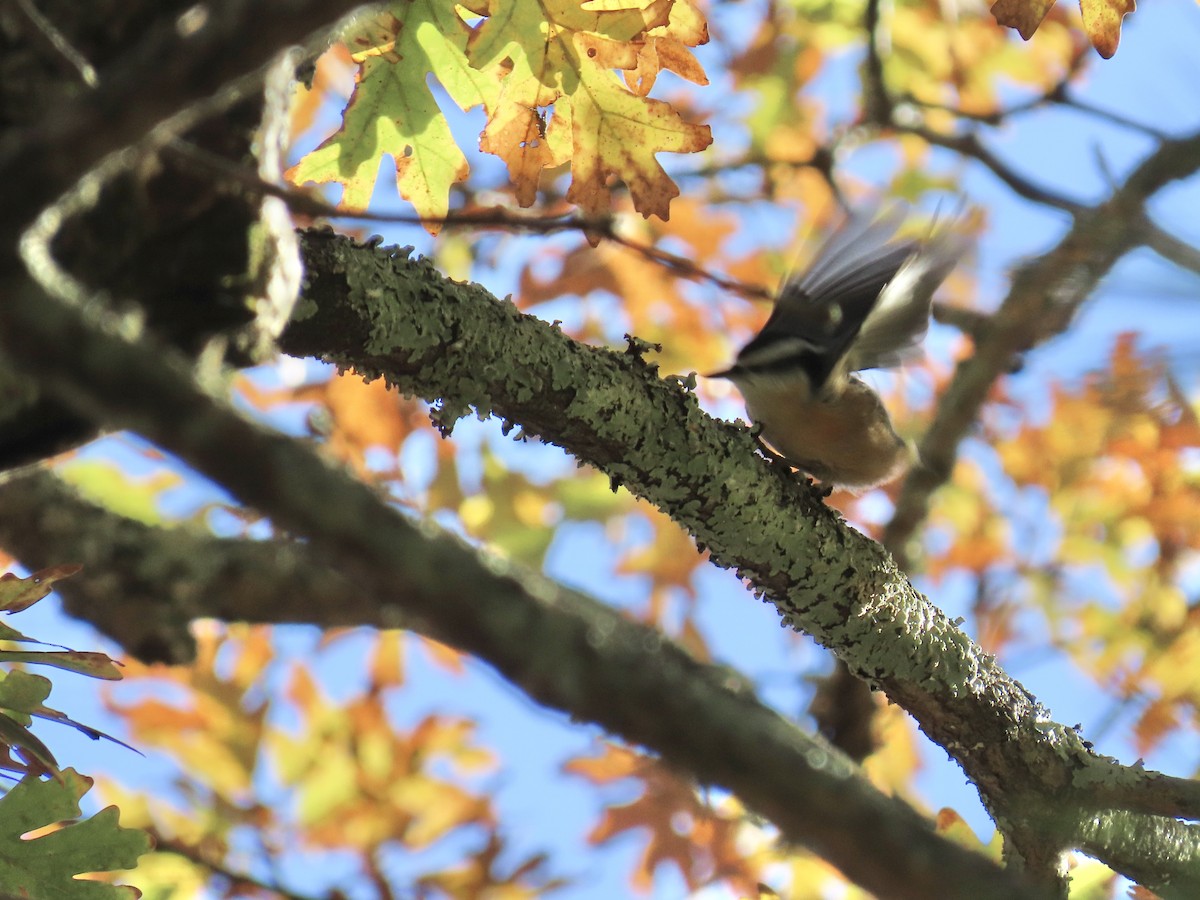 Red-breasted Nuthatch - ML644268389