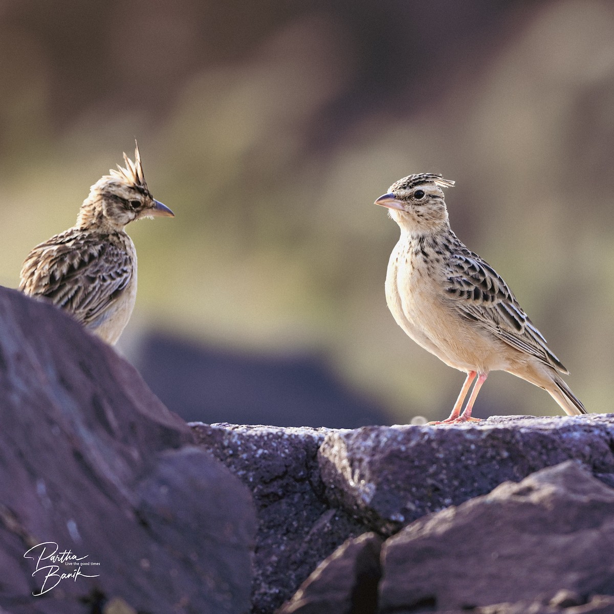 Tawny Lark - ML644268390