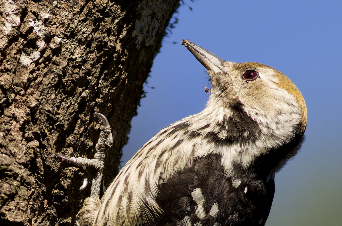 Коронованный дятел - ML644268391