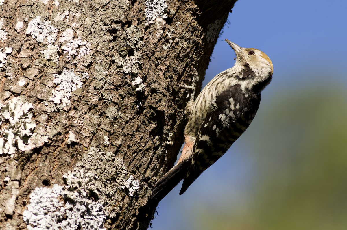 Коронованный дятел - ML644268392