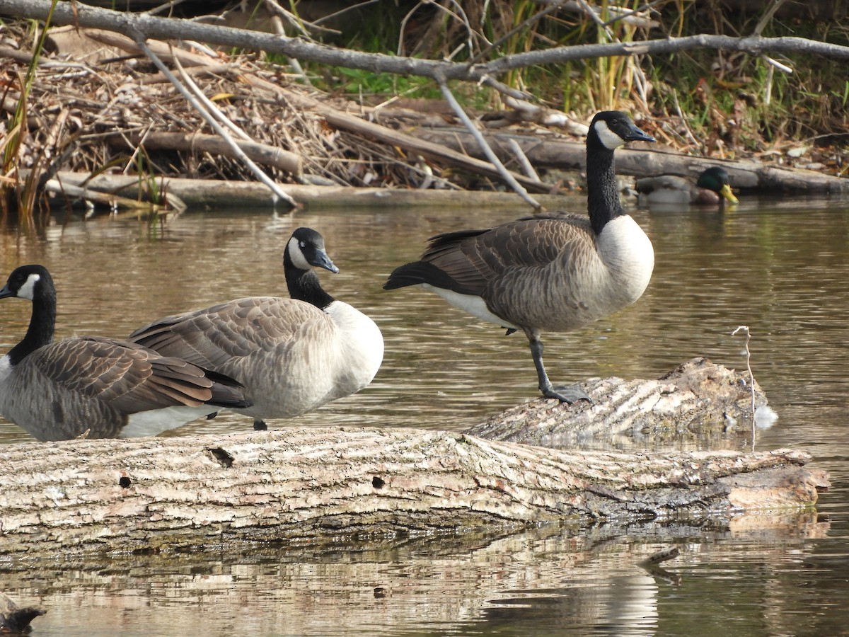 Canada Goose - ML644268395