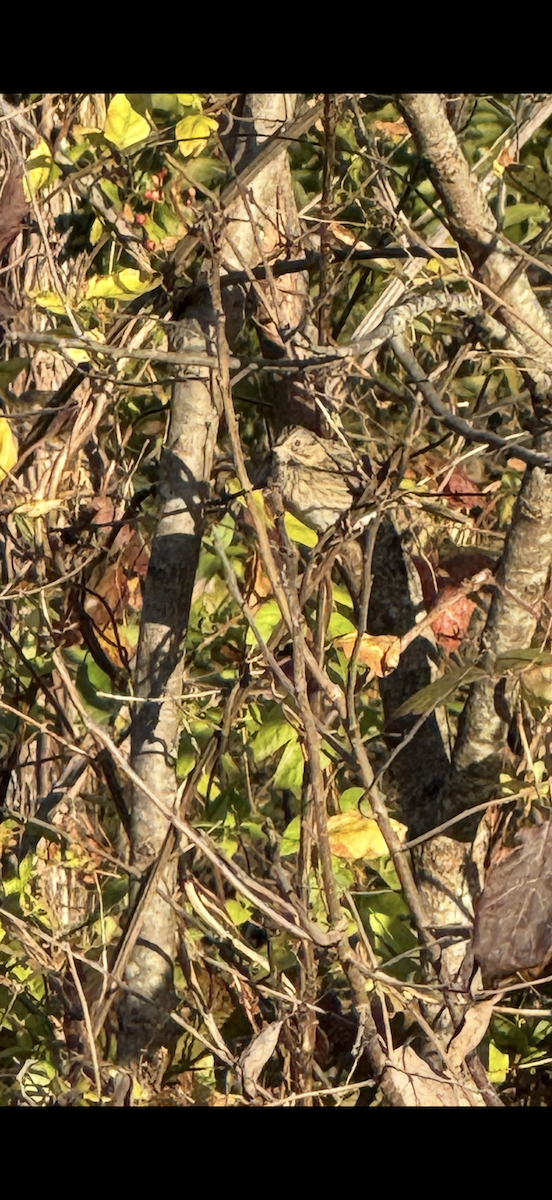 Lincoln's Sparrow - ML644268397