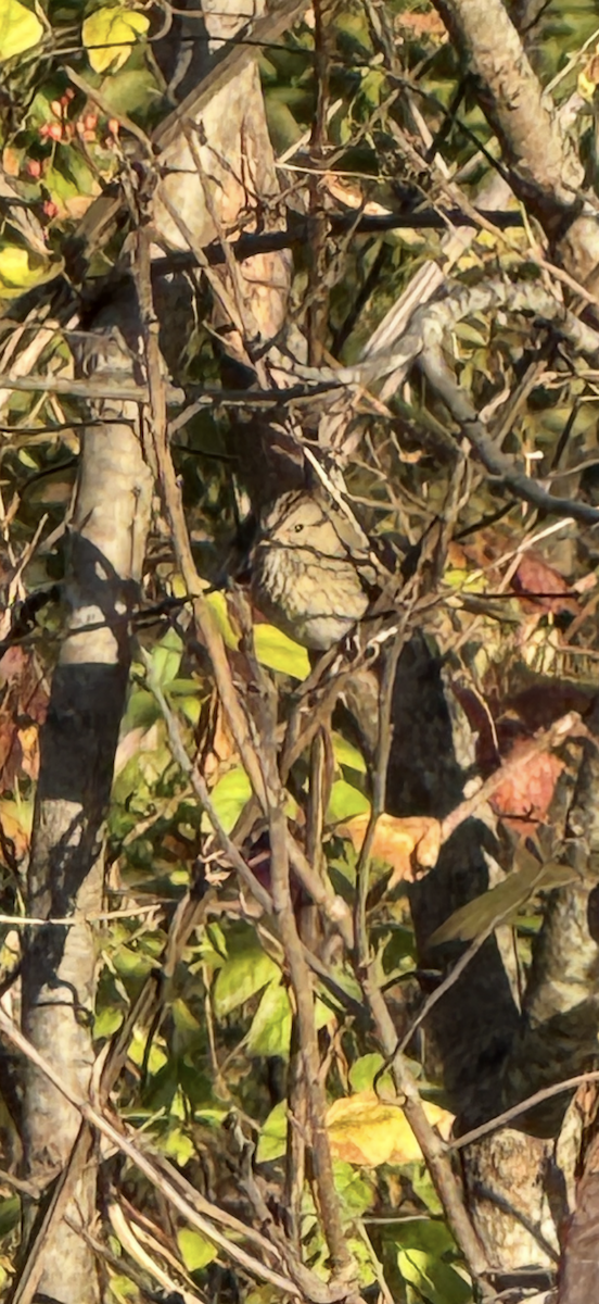 Lincoln's Sparrow - ML644268398