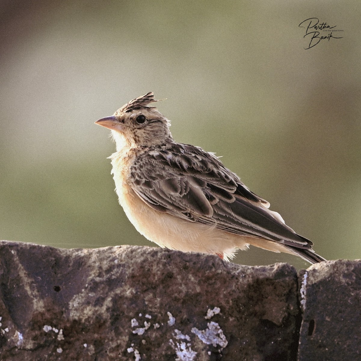 Galerida sp. - ML644268401