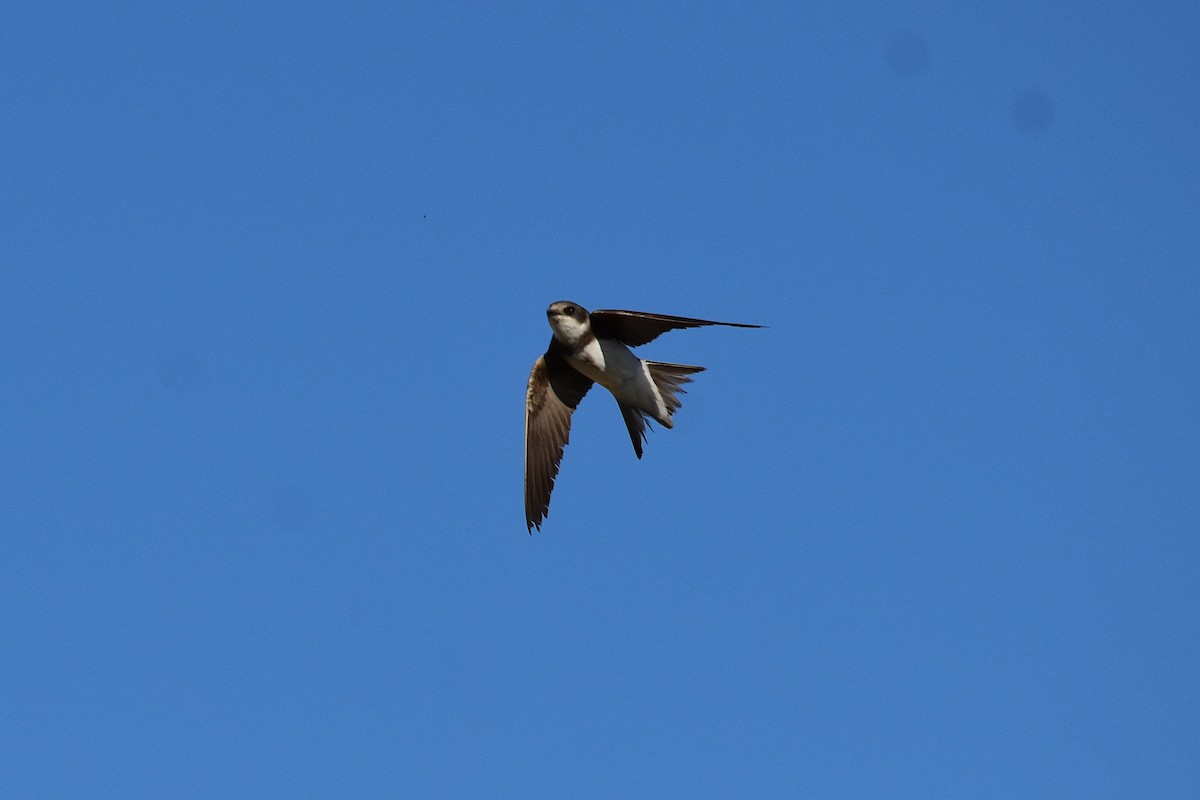 Uhalde-enara arrunta - ML644268404