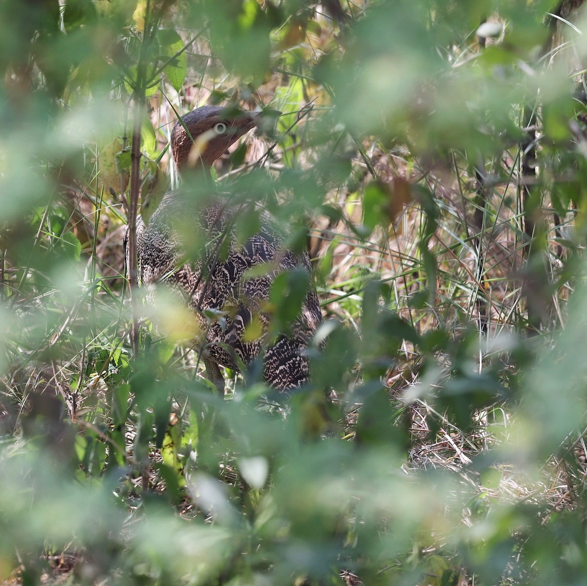 キタカンムリショウノガン - ML644268408