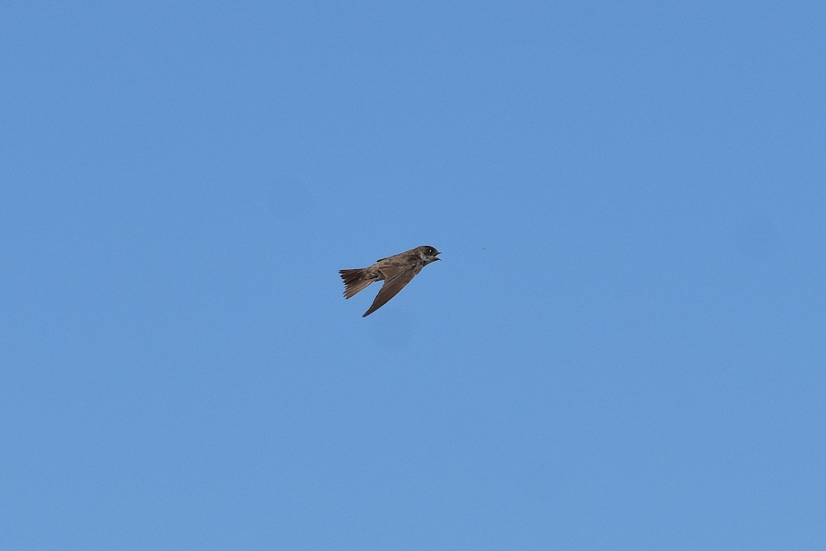 Uhalde-enara arrunta - ML644268411