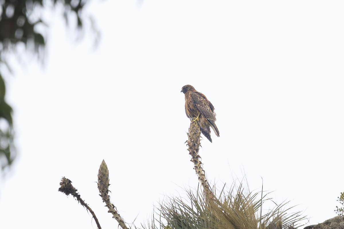 Variable Hawk - ML644268413