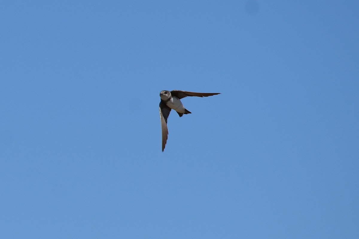 Uhalde-enara arrunta - ML644268416