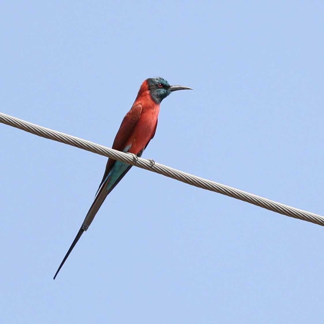 Нубийская щурка - ML644268417