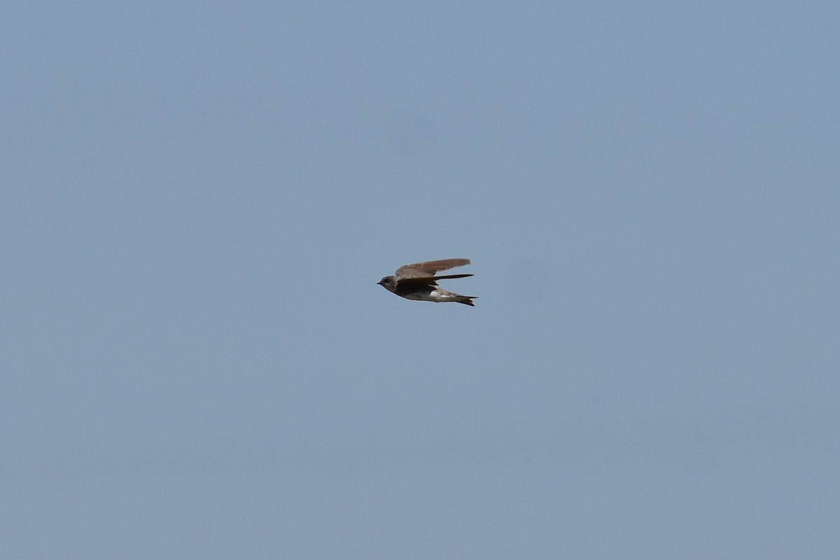 Uhalde-enara arrunta - ML644268418