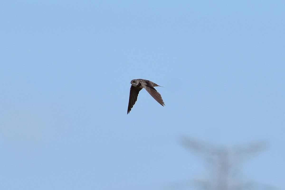 Uhalde-enara arrunta - ML644268421