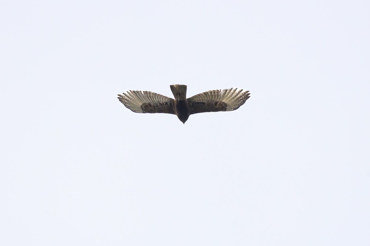 Variable Hawk - ML644268428